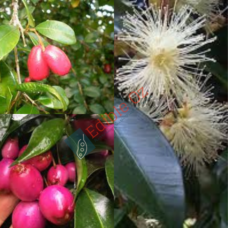 MAGENTA LILLY PILLY (Syzygium paniculatum) Seeds Edible Oz