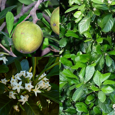 Yellow Mangosteen - Atractocarpus fitzalanii (Native gardenia) seeds