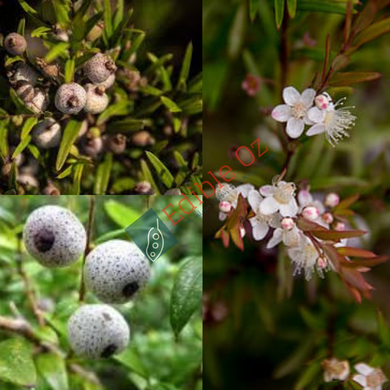 Midyim berry - Austromyrtus dulcis (Midgen) seeds