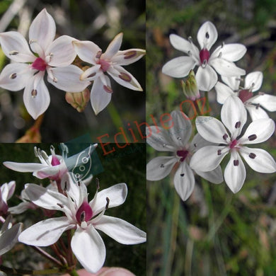 Milk Maids - Burchardia umbellata (Popoto) seeds