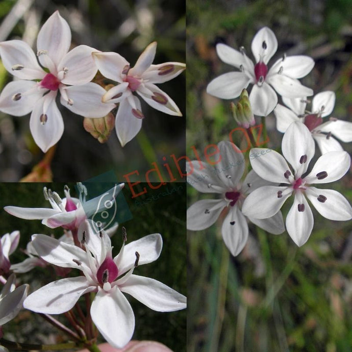 Milk Maids - Burchardia umbellata (Popoto) seeds