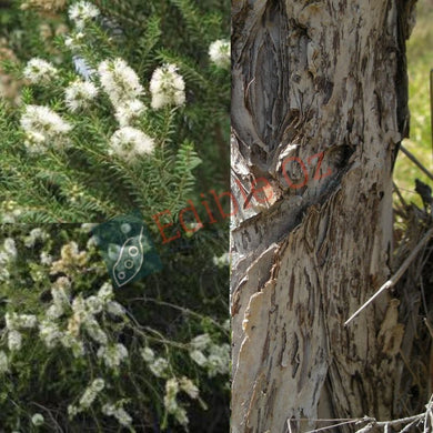 'MOONAH' BLACK PAPERBARK (Melaleuca lanceolata) Seeds