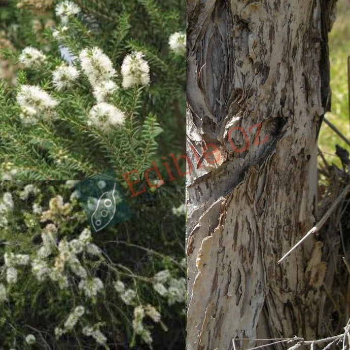 Black Paperbark / Rottnest Island Tea-Tree - Melaleuca lanceolata (Moonah) seeds