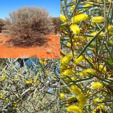 Mulga Wattle - Acacia aneura (Kurku) seeds