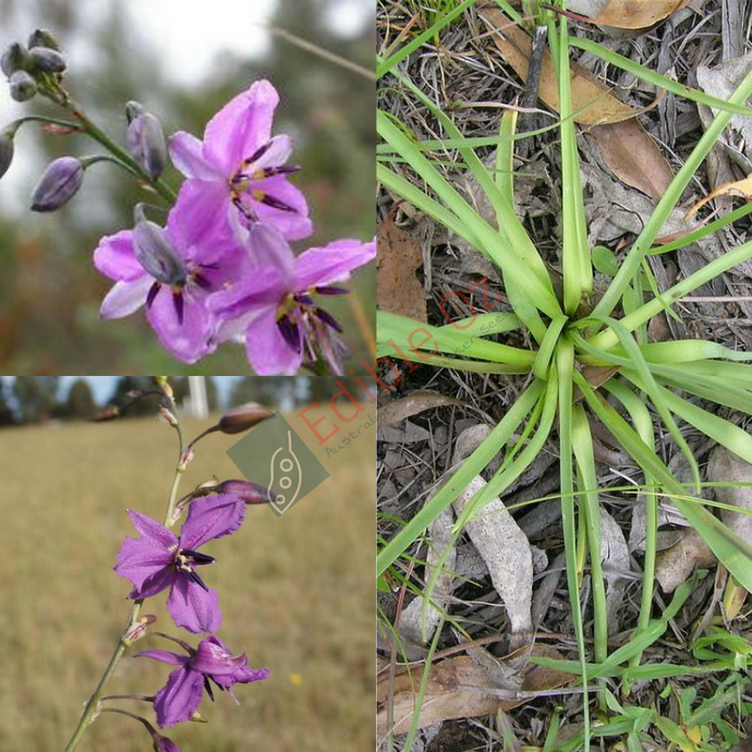 Nodding Chocolate Lily - Arthropodium fimbriatum (Gitjawil matom) seeds