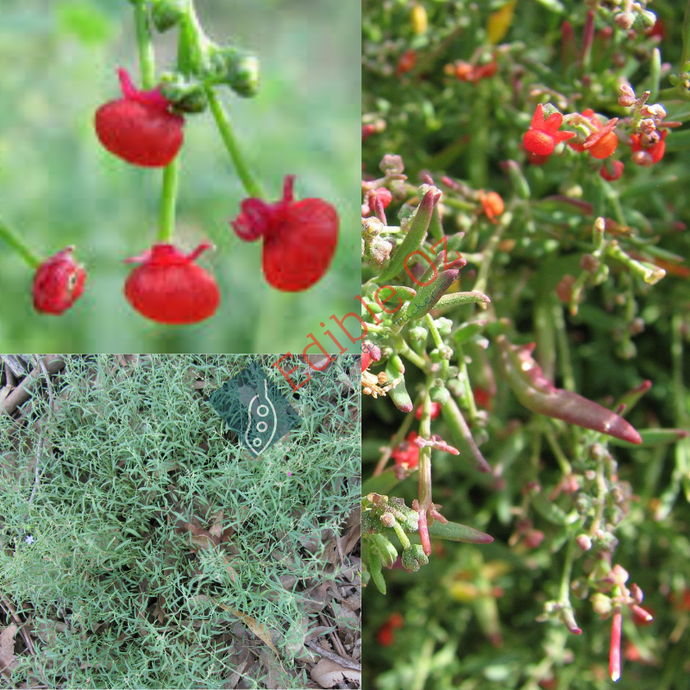 Nodding Saltbush - Einadia nutans (Climbing saltbush) seeds