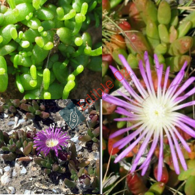 Rounded Noon Flower - Disphyma crassifolium (Round leaf pig face) seeds