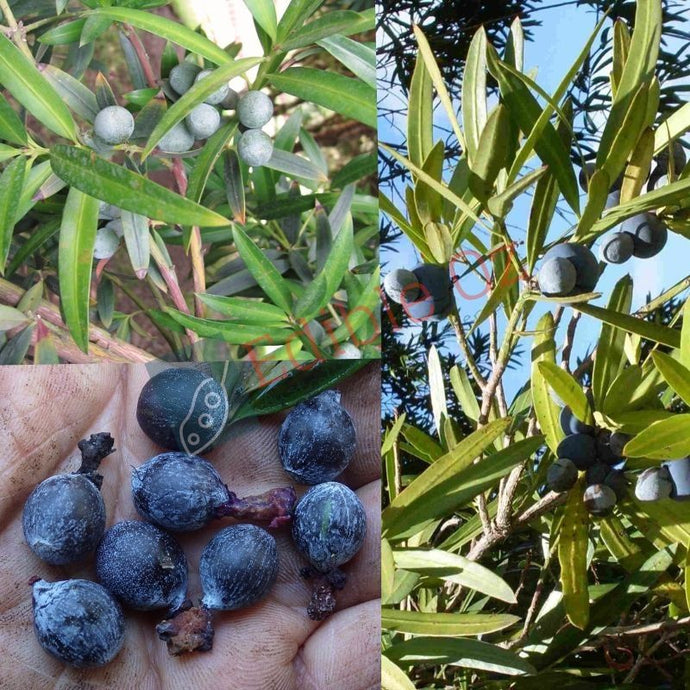 Illawarra Plum / Plum Pine - Podocarpus elatus (Daalgaal) seeds