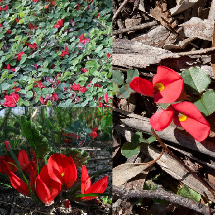 Running Postman - Kennedia prostrata (Kabin) seeds