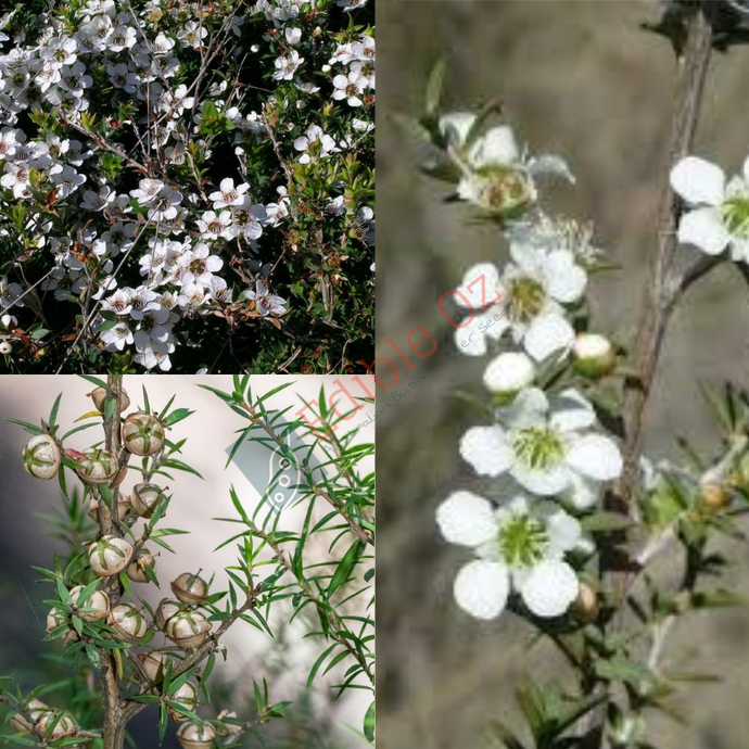 Prickly Tea-tree (Leptospermum continentale) seeds