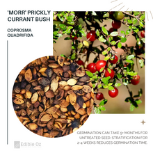 Prickly Currant Bush - Coprosma quadrifida (Morr) seeds