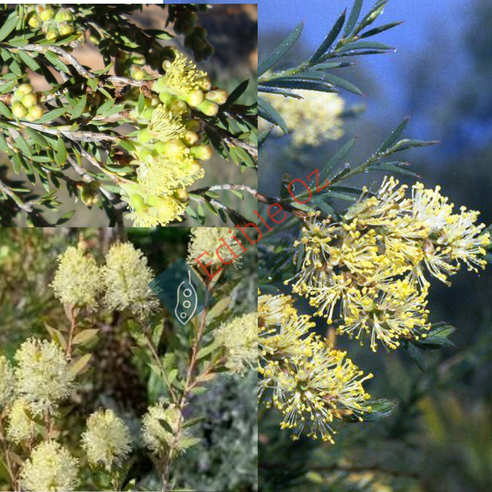 Pungent Honey Myrtle (Melaleuca leiocarpa) seeds
