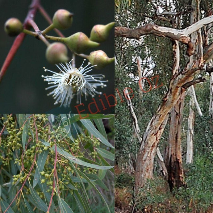 Murray River Red Gum - Eucalyptus camaldulensis (Be-al) seeds