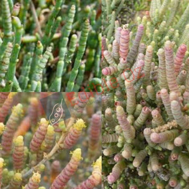 Black Seeded Samphire / Glasswort - Tecticornia pergranulata (Milyu) seeds