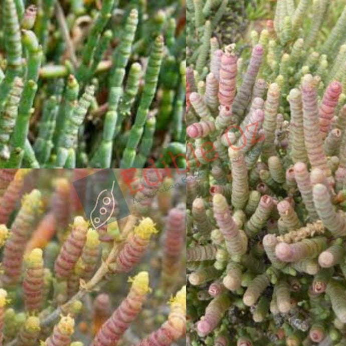 Black Seeded Samphire / Glasswort - Tecticornia pergranulata (Milyu) seeds