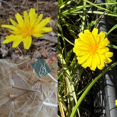 Yam Daisy - Microseris scapigera (Murnong) seeds