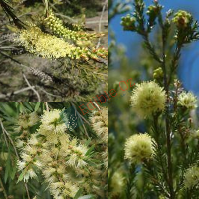 River Bottlebrush (Callistemon Sieberi) seeds