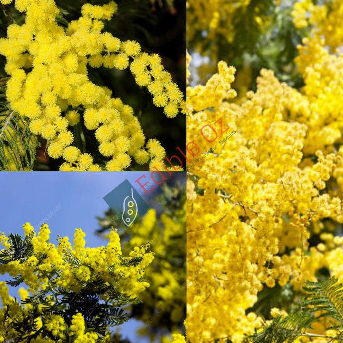 Silver Wattle - Acacia dealbata (Mimosa) seeds