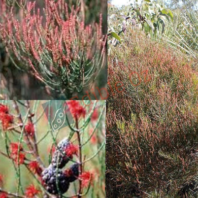 Slaty Sheoak (Allocasuarina muelleriana) seeds
