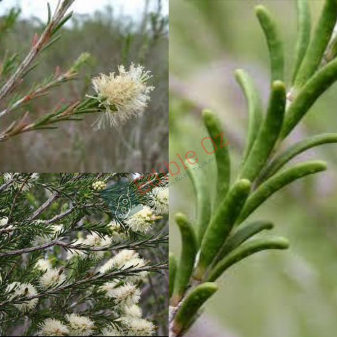 Rough Bark Honey Myrtle (Melaleuca parvistaminea) seeds