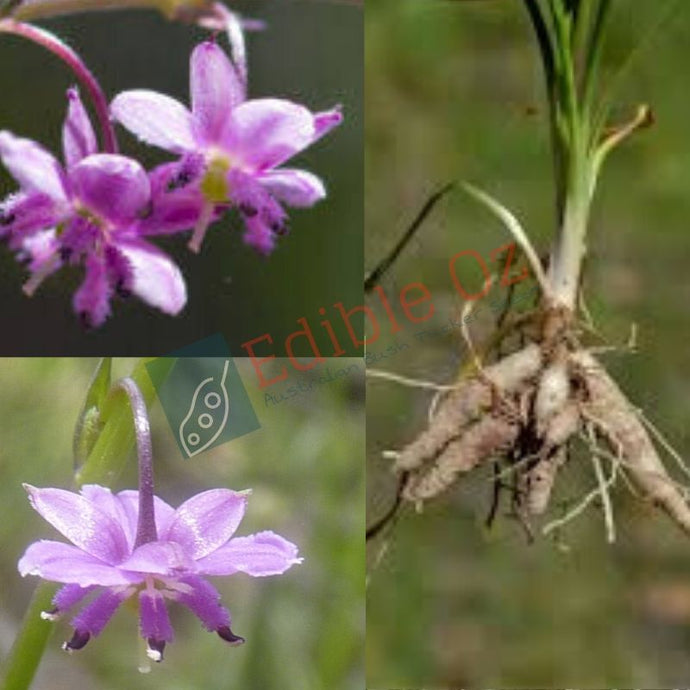 Small Vanilla Lily (Arthropodium minus) seeds
