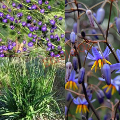 Smooth Flax Lily (Dianella longifolia) seeds