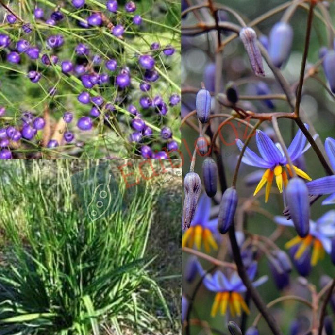 Smooth Flax Lily (Dianella longifolia) seeds