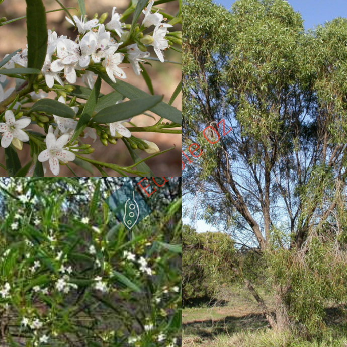 Sugarwood / False Sandalwood - Myoporum platycarpum (Ngural) seeds