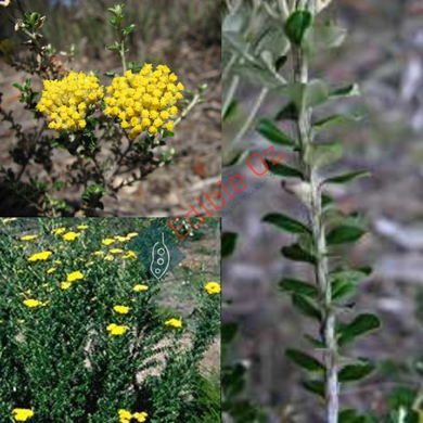 NATIVE THYME / GREY EVERLASTING (Ozothamnus obcordatus) Seeds