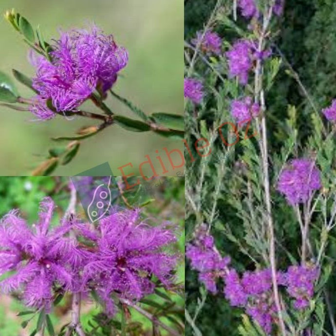 Thyme Honey Myrtle (Melaleuca thymifolia) seeds