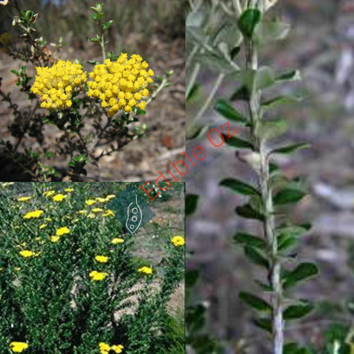 Native Thyme - Ozothamnus obcordatus (Grey everlasting) seeds