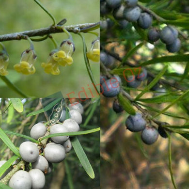 Tree Violet (Melicytus dentatus) seeds