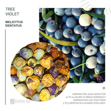 Tree Violet (Melicytus dentatus) seeds