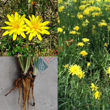 Yam Daisy - Microseris walteri (Murnong) seeds