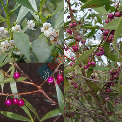Western Boobialla - Myoporum montanum (Waterbush) seeds