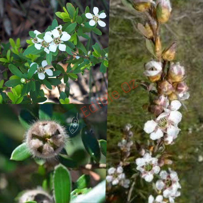Mountain Woolly Tea-Tree - Leptospermum grandifolium (Woolerp) seeds