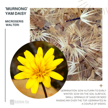 Yam Daisy - Microseris walteri (Murnong) seeds