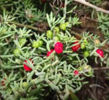 Enchylaena tomentosa: Discover the Hardy Beauty of Ruby Saltbush