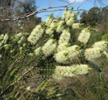 Cultivating Environmental Harmony: Unleashing the Power of Indigenous Plants