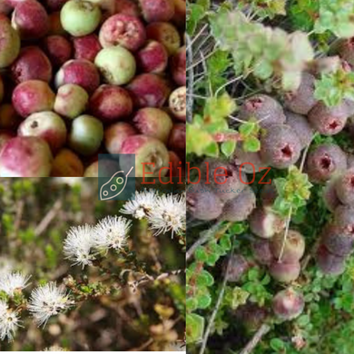 'MUNTRIES' EMU APPLES/NATIVE CRANBERRY (kunzea pomifera) Seeds