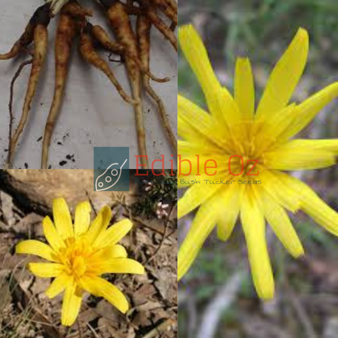 'MURNONG' - YAM DAISY (Microseris lanceolata) Seeds