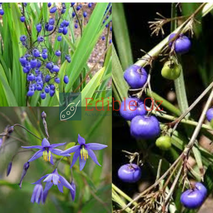 'POKULBI' PAROO LILY / BLUE FLAX (Dianella caerulea) Seeds