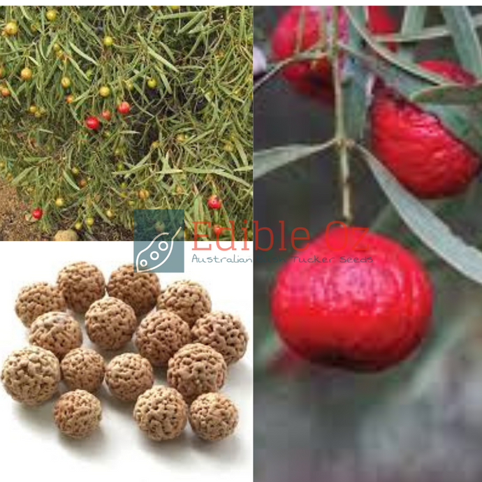 'QUWANDHANG' QUANDONG - NATIVE PEACH (Santalum acuminatum) Seeds