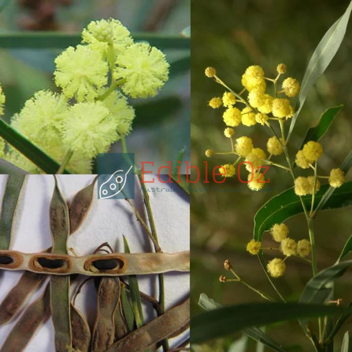 'WIRILDA' COAST WATTLE (Acacia retinodes var. uncifolia) Seeds