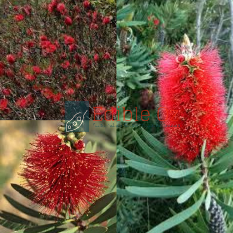 ALBANY BOTTLEBRUSH (Callistemon Glaucus) Seeds Edible Oz