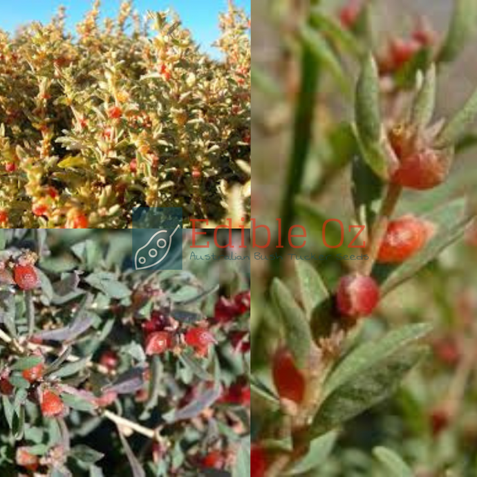 CREEPING BERRY SALTBUSH / AUSTRALIAN SALTBUSH (Atriplex semibaccata ) Seeds