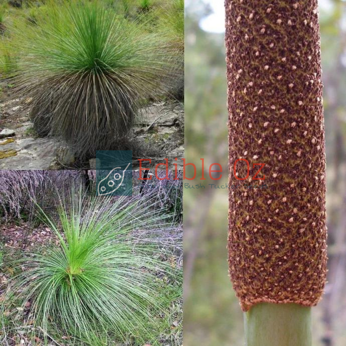 DWARF GRASS TREE (Xanthorrhoea Resinosa) Seeds