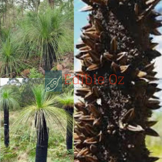 JOHNSON'S / FOREST GRASS TREE (Xanthorrhoea johnsonii) Seeds