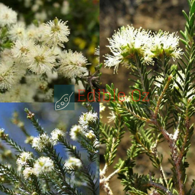 KANGAROO HONEY-MYRTLE  / SALT PAPERBARK (Melaleuca halmaturorum) Seeds