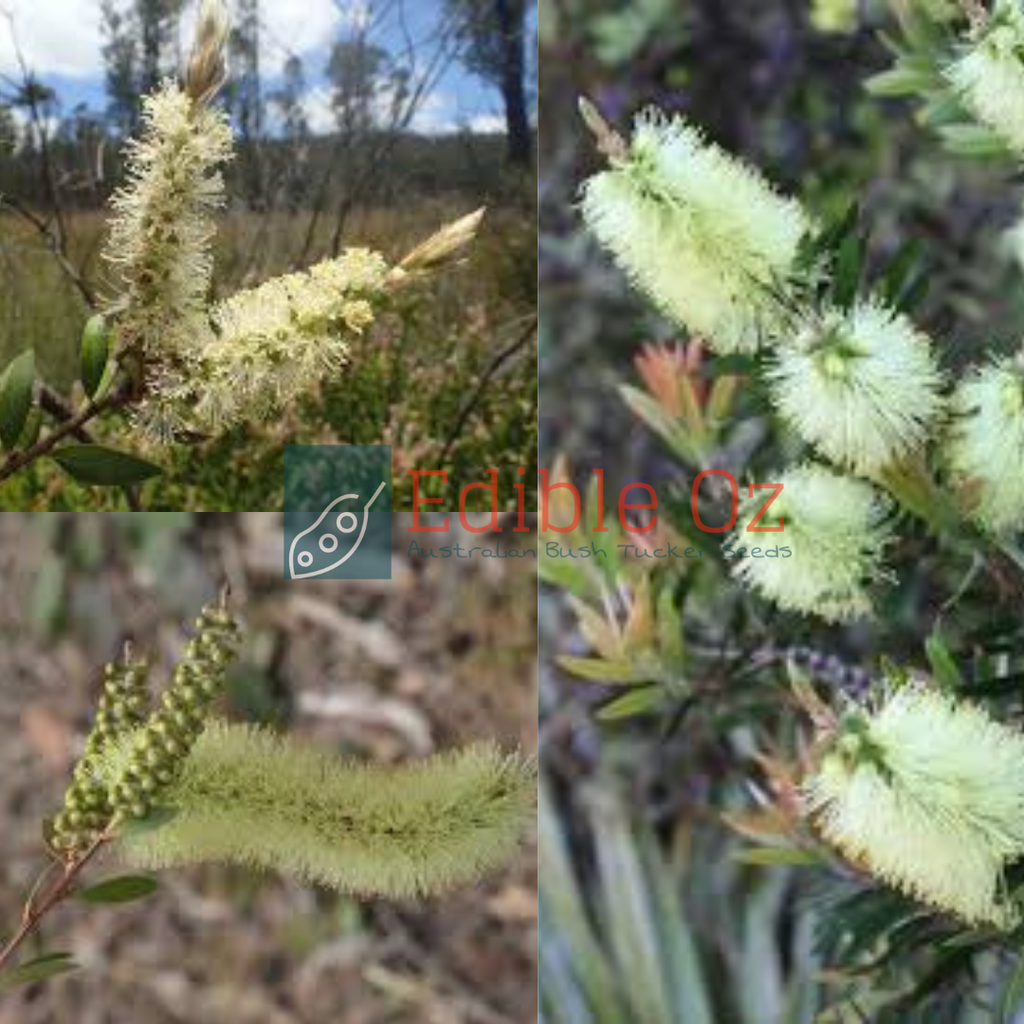 LEMON BOTTLEBRUSH (Callistemon Pallidus) Seeds Edible Oz